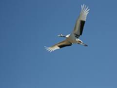 Famous Qiqihar Bird