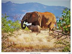 Mother & Calf,                        Damaraland Namibia