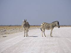 Namibia. mazzaliarmadi.it wildlife