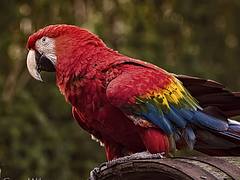 Scarlet Macaw Scarlet Macaw