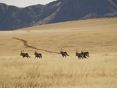NAMIBIA - WOLWEDANS