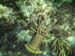 Anegada Lobster