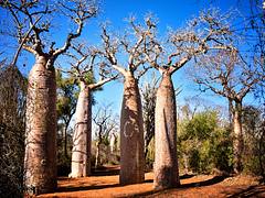 Baobabs, Madagascar