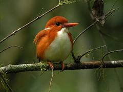 Madagascar Pygmy Kingfisher (Corythornis madagascariensis), Mantadia National Park, Madagascar