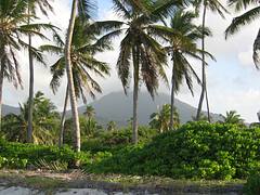 Nevis Palm Trees and Mountain