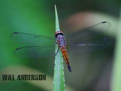 Dragon Fly