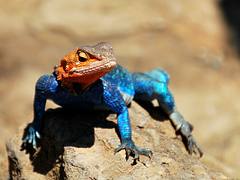 Rock agama