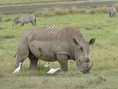 Rhino and cattle egrets.