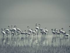 Flamingoes