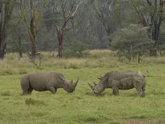 Rhinos facing off