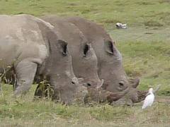 Three Rhinos and a cattle egret.