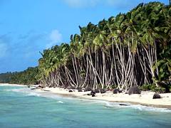 Coconut Plantation