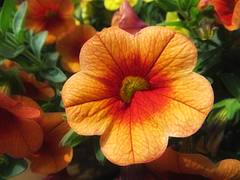 Orange-Bell