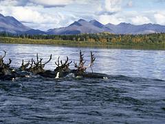 Swimming the Kobuk Swimming the Kobuk