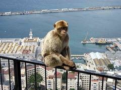 Barbary Macaque, Gibraltar Barbary Macaque, Gibraltar