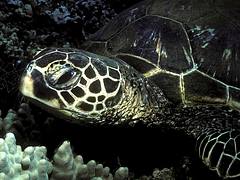 Green SeaTurtle - Maui, Hawaiian Islands