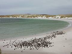 YORKE BAY ON THE FALKLAND ISLANDS