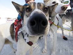 Dog Nose Dog Nose