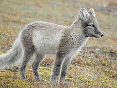 Arctic fox (Alopex lagopus)