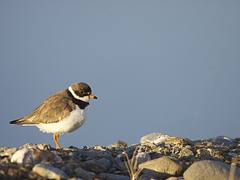Semipalmated Plover (Charadrius semipalmatus) Semipalmated Plover (Charadrius semipalmatus)