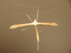 Stenoptilia zophodactylus Stenoptilia zophodactylus