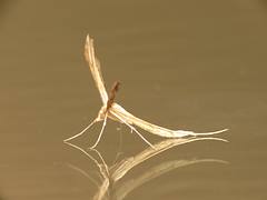 Stenoptilia zophodactylus Stenoptilia zophodactylus
