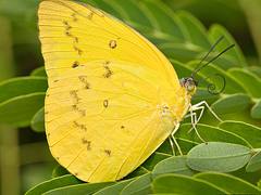 Orange Emigrant [Catopsillia scylla]