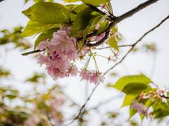 Spring blossom Spring blossom