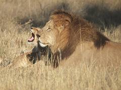 Botswana. mazzaliarmadi.it wildlife