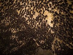 Bat Cave, Pokhara, Nepal
