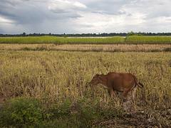 Cow Pakse Cow Pakse