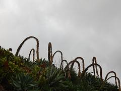 Looping Succulents Looping Succulents