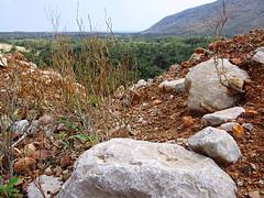 Palm grove