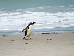 Gentoo Penguin