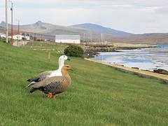 Uplands Geese