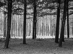 trees trees