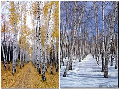 березовая аллея - winter vs. autumn