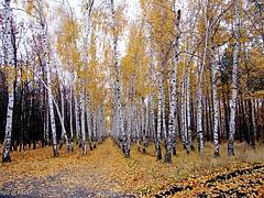 Березовая аллея - autumn vs. winter (in comment) - Landscape format