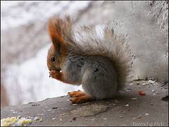 Белочка. Red Squirrel