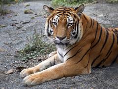 Tigresa del Zoológico Matecaña en la ciudad de Pereira Tigresa del Zoológico Matecaña en la ciudad de Pereira