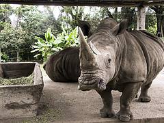 Zoológico Matecaña de Pereira, Triángulo del Café Zoológico Matecaña de Pereira, Triángulo del Café