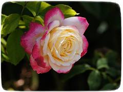 Rose from Perth for you