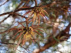 Eucalyptus mcquoidii - 3 photos - OPEN IMAGE FOR INFO