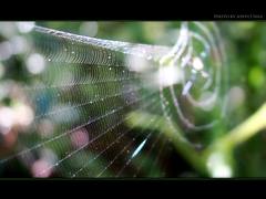 NA TEIA DA ARANHA- In The Net of Spider- FRONT PAGE