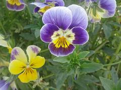 Flowers and Colours
