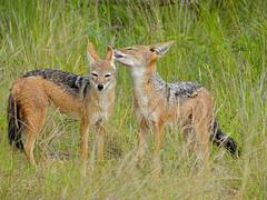 Black-backed Jascals (Canis mesomelas) : a little tenderness ...