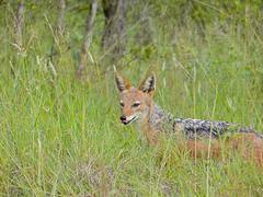 Black-backed Jascal (Canis mesomelas)