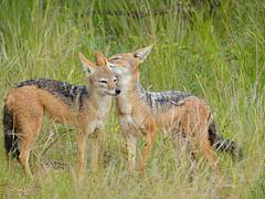 Black-backed Jascals (Canis mesomelas) : a little tenderness ...