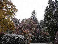 Snow Joke
