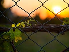 Entwined (Fence & Vine) HFF, Dalaman